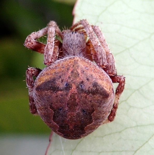 Araneus angulatus - Villorba (TV)